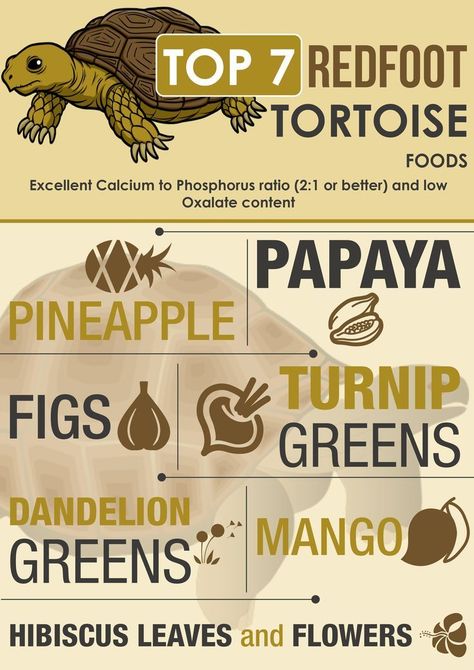 Redfoot Tortoise, Russian Tortoise Diet, Red Footed Tortoise, Tortoise Food, Tortoise Enclosure, Hibiscus Leaves, Low Oxalate, Russian Tortoise, Tortoise Care