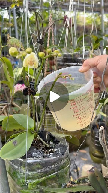 Lan Nguyen on Instagram: "Pro tip: Using aloe Vera as a natural fertilizer for our orchids!" Orchid Fertilizer, Instagram Pro, Plant Tips, Bread Easy, Growing Orchids, Natural Fertilizer, Frame House, Pro Tip, Orchid Care