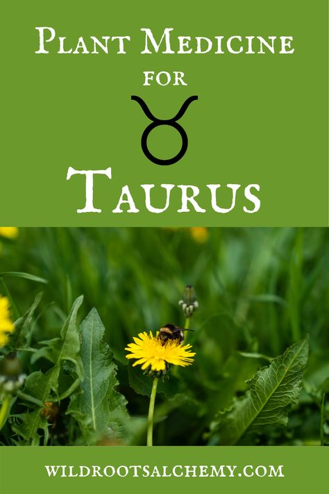 Herbs For Taurus, Herbs Of Taurus, Taurus Herbs, All The Zodiac Signs, Taurus Season, Physical Security, Astrology Houses, Pelvic Floor Therapy, Herbs List