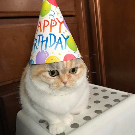 Funny Happy Birthday Meme, Happy Birthday Cousin, Happy Birthday Cat, Cute Cat Memes, Birthday Icon, Kitten Photos, Cat Birthday Party, Image Cat, Happy Birthday Meme