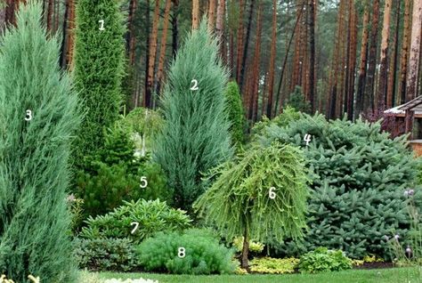 1. Juniperus communis 'Stricta'      5. Pine mountain 2. The rocky juniper 'Skyrocket'      6. The European larch 'Pendula'  3. The rocky juniper 'Blue Arrow'      7. Rhododendron 4. Rough fir 'Compacta'      8. Cypress spurge Euphorbia Cyparissias, Larix Decidua, Pinus Mugo, Evergreen Landscape, Conifers Garden, Juniperus Communis, Blue Arrow, Evergreen Garden, Privacy Landscaping