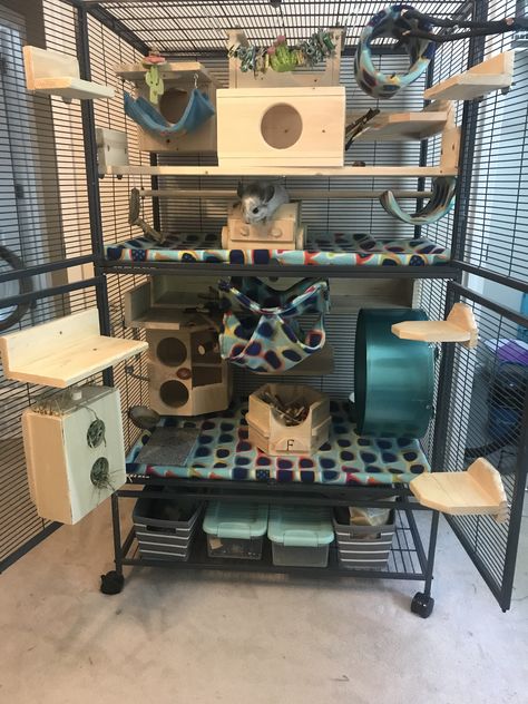 Pet Rat Cages, Chinchilla Care, Rattus Rattus, Pet Squirrel, Chinchilla Cute, Rat Care, Diy Guinea Pig Cage, Rat House, Chinchilla Pet