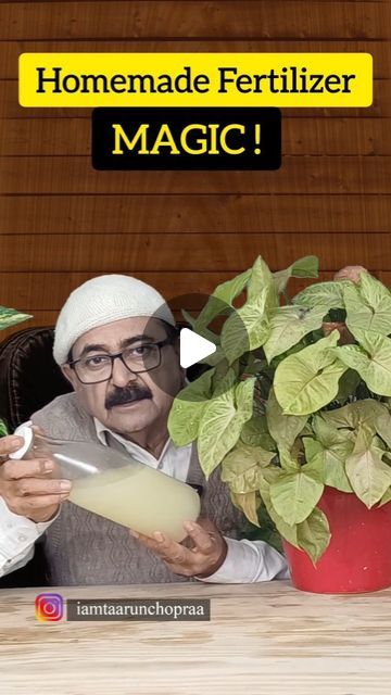 Taarun Chopraa on Instagram: "Powerful Homemade Fertilizer For Plants Unlock the potential of your plants with this video on creating a potent homemade liquid fertilizer for all plant types using the magic of rice water. Discover the transformative benefits of incorporating rice water for plants as a natural and effective rice water fertilizer to nurture your green companions at home. Watch now for a sustainable and powerful plant care solution! #diyfertilizer #homegardening #plantcare #organicfertilizer #greenthumb #plantnutrients #organicgardening #gardentips #planthealth #homemadefertilizer #sustainablegardening #naturalfertilizer #gardeninghacks #growyourown #plantnutrition #ecofriendlygardening #urbangardening #greenliving #gardendiy #plantfood #taarunchopraa #naturalfertilizer" Diy Organic Fertilizer, Rice Water For Plants Benefits, Rice Water For Plant Growth, Rice Water Fertilizer, Home Made Fertilizer For Plants, Natural Fertilizer For Garden, Rice Water For Plants, Homemade Fertilizer For Plants, Liquid Fertilizer For Plants