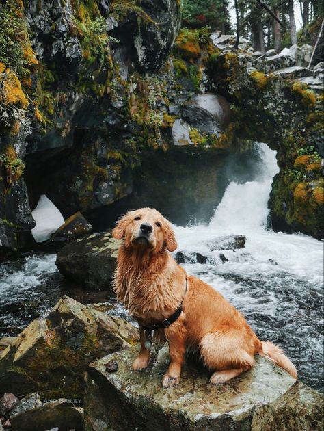 Golden Retriever Hiking, Dog In Nature, Walle Y Eva, Rock Arch, Beautiful Snow, Cute Dog Photos, Hiking Dogs, Really Cute Dogs, Cute Animals Images