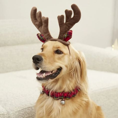 Wrap your pup in festive flair this holiday season with this enchanting collection of Christmas costumes for dogs! 🎄✨ From jolly prints to winter wonders, my blog post unveils the most charming costumes that will have your dog sleighing in style. 🐾🎁 Discover budget-friendly options and luxe picks that make paw-some stocking stuffers. 🧣🐶 'Tis the season to make your dog's holiday photos Instagram-worthy, so explore my guide now for the merriest canine costumes. #Ad Holiday Dog Photos, Hotdog Dog, Cat Santa Hat, Small Poodle, Bell Collar, Very Small Dogs, Christmas Card Pictures, Antler Headband, Kitten Food