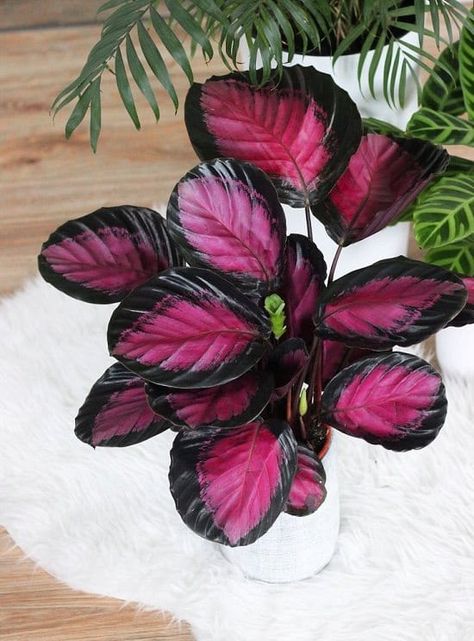 14 Best Calathea Types | Calathea Varieties List Balcony Garden Web Calathea Varieties, Calathea Roseopicta, Purple And White Flowers, Calathea Plant, Prayer Plant, Pink Plant, House Plants Indoor, Pretty Plants, Foliage Plants