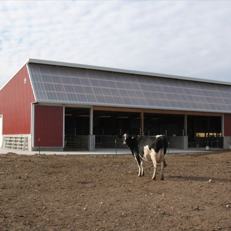 This cattle barn was designed with a solar front truss and polycarbonate panels to allow for maximum natural lighting. The solar front trusses also increases the ventilation in the building for the well-being of the dairy cattle. 

The pole barn features two overhead doors on the outside wall as well as another overhead door on the connection side for ample access to move equipment and cattle throughout the barn. Show Barn Ideas Cattle, Cattle Barn Designs, Cattle Barn, Post Frame, Dairy Cattle, Polycarbonate Panels, Overhead Door, Barn Design, Horse Barn