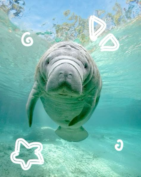 Manatees Aesthetic, Manatee Doodle, Manatee Aesthetic, Sea Manatee, Manatee Wallpaper, Sea Creatures Wallpaper, Manatee Pictures, Manatee Drawing, Cute Marine Animals