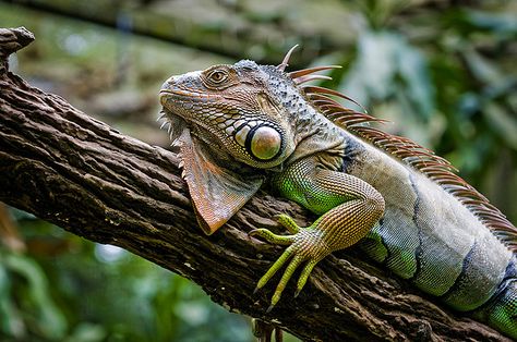 Iguana Skeleton, Big Iguana, Frilled Lizard, Iguana Photography, Green Iguana, Goanna Lizard Australia, Human Babies, Beautiful Dragon, Lizards