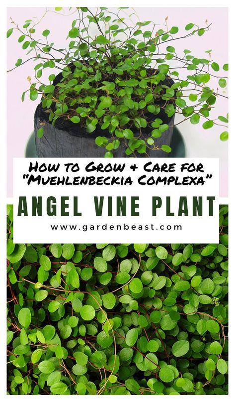 Angel Tears Plant, Angel Vine Plant Care, Creeping Wire Vine, Angel Fern Plant, Angel Plant Houseplant, Propagate English Ivy In Water, Devils Ivy Plant, Muehlenbeckia Complexa, Angel Vine Topiary