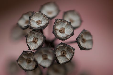 Seed Pods, Autumn, Triangular, Brown, Wildflower Fruit Inspiration, Nature Mandala, Seed Heads, Jewelry Design Ideas, Botanical Beauty, Textures And Patterns, Seed Pods, Plant Needs, Autumn Garden