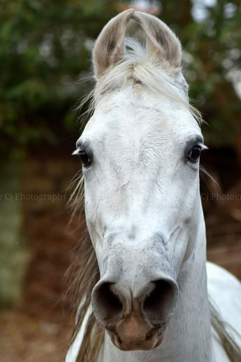 Leucistic Animals, Kathiawari Horse, Kathiyawadi Horse, Horse Portraits, Marwari Horses, Horse Heads, Horse Photo, Blue Roan, Horse Portrait