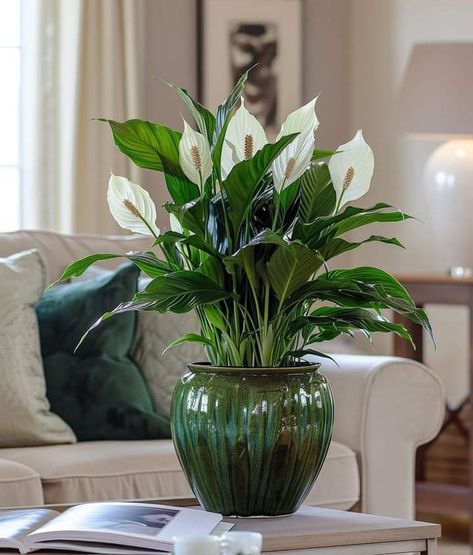 Peace Lily Plant Care, Lily Plant Care, Peace Lilies, Lily Plant, Peace Lily Plant, Winter Care, Tropical Beauty, Lily Plants, Grow Plants