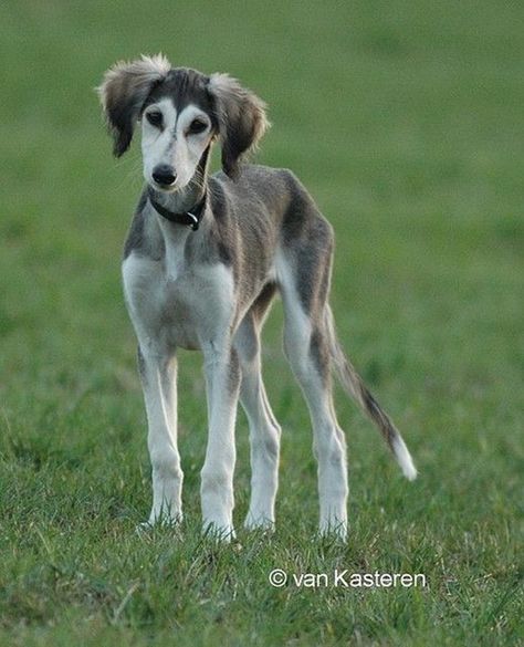 Cute pictures of saluki dogs with puppies (14) Saluki Dogs Puppies, Saluki Puppies, Saluki Puppy, Saluki Dogs, Dog Rules, Hound Dog, Dogs Of The World, Whippet, Beautiful Dogs