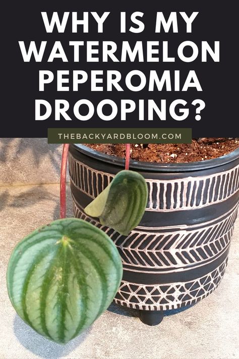 Watermelon Peperomia Drooping Colorado Flowers, Watermelon Peperomia, Watermelon Plant, Peperomia Plant, Garden Plant Pots, Plant Problems, Thriving Garden, Growing Plants Indoors, Indoor Jungle