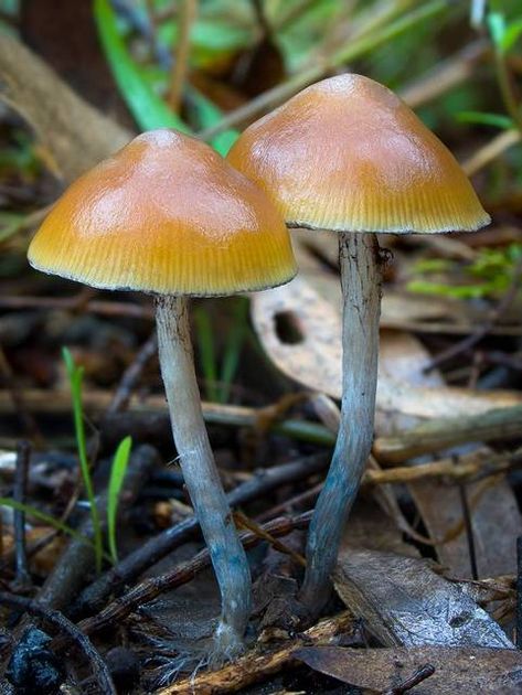 Psycilobin Mushrooms, Mushroom Image, Mushroom City, Mushroom Medley, Psilocybin Mushrooms, Mushroom Species, Magical Mushroom, Mushroom Images, Mushroom Pictures