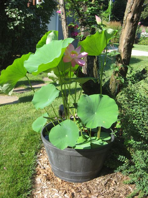 Lotus in an above ground container Small Water Gardens, Tanaman Air, Container Water Gardens, Taman Air, Aquatic Garden, Indoor Water Garden, Lotus Plant, Tropical Garden Design, Container Garden Design