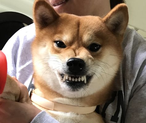 Angry Shiba, Dangerous Dogs, Spring Animals, I Like Dogs, Kawaii Animals, Cute Cats And Dogs, Robin Hood, Dance Poses, Dog Memes