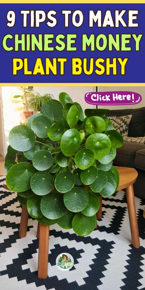 "Discover the ultimate Chinese Money Plant (Pilea Peperomioides) care guide! Learn essential tips for thriving Money Plant care, ensuring your Chinese Money Tree stays lush and vibrant. From optimal lighting to watering techniques, this guide covers everything you need for healthy Money Plants. Perfect for beginners and seasoned plant lovers alike, elevate your indoor garden with expert advice on Chinese Money Plant care! 🌿✨ " Money Plant Care Tips, Chinese Money Plant Care, Chinese Money Tree, Money Plant Care, Money Plants, Money Tree Plant, Houseplant Care, Household Plants, Plant Pests