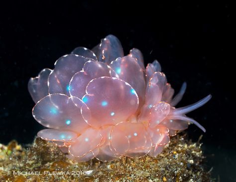 La vie est belle on Twitter: "Cyerce elegans sea slugs… " Sea Bunnies, Sea Slugs, Deep Sea Creatures, Sea Snail, Sea Slug, Beautiful Sea Creatures, Cool Animals, Aquatic Animals, Slug