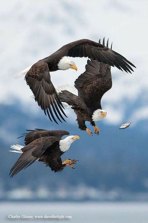 Best Small Suv, Bird Barn, Best Suv, Eagle Pictures, Bald Eagles, The Eagles, Colorful Birds, Birds Of Prey, Kingfisher