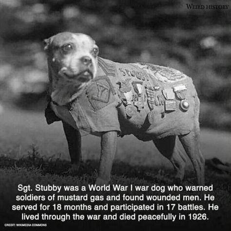 A real hero Sergeant Stubby, Fun Facts About Animals, Unknown Facts, Military Training, Real Hero, American Soldiers, Animal Facts, Funny Animal Memes, American Heroes