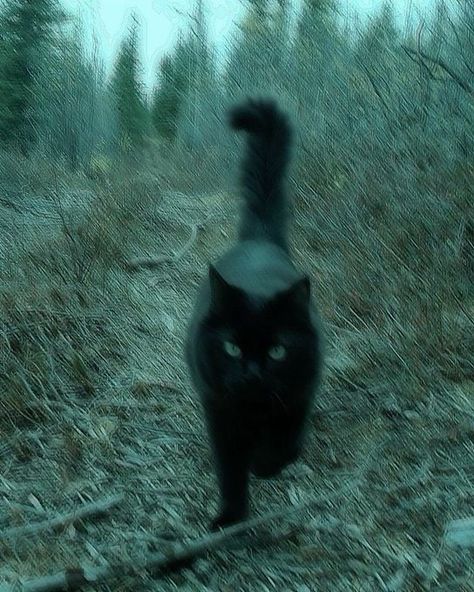 (17) Home / X Dark Animal Aesthetic, Black Cat In Forest, Black Cat Outside, Black Cats Aesthetic, Grunge Animals, Cutest Cats Ever, Black Cat Aesthetic, Cat Dark, Green Cat