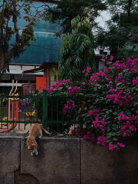 Delhi aesthetic// Street cats// aesthetic pictures // cat aesthetic// cats// delhi // photography Aesthetic Pictures Cat, Delhi Aesthetic, Delhi Photography, Delhi Street, Aesthetic Cats, Delhi Travel, Street Cats, Aesthetic Street, Cats Aesthetic