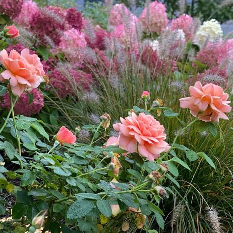 GROWforMe5b on Instagram: “At Last Rose, Piglet Grass, & FireLight TidBit Hydrangeas are all in full bloom in October for us here in zone 5b! Amazing Fall color &…” Firelight Tidbit Hydrangea, Tidbit Hydrangea, Peach Shades, Front Yard Plants, Gray Planter, Garden Tags, Proven Winners, Herb Pots, Herbs Indoors