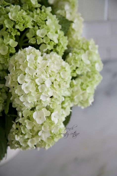 Green Hydrangea Wedding, Hydrangea Cottage, Ideas Cuadros, Flower Tips, Fairy Lights Decor, Green Cottage, Rose Gardens, Fresh Kitchen, Home Floral Arrangements