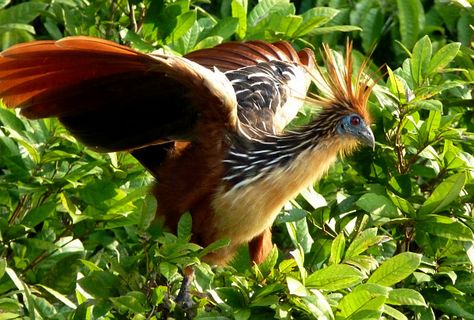 Weird Birds, Living Fossil, World Birds, Interesting Animals, Animal Species, Tropical Birds, Animals Of The World, Pheasant, Bird Species