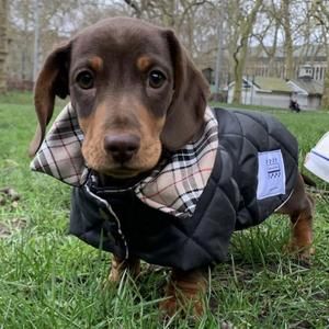 Padded Waterproof Dachshund Dog Coat/Jacket – Bella and Watson Ltd Dachshund Outfits, Dachshund Clothes, Puppy Coats, Waterproof Dog Coats, Dachshund Puppy Miniature, Puppy Pads, Miniature Dachshund, Mini Dachshund, Dachshund Puppy