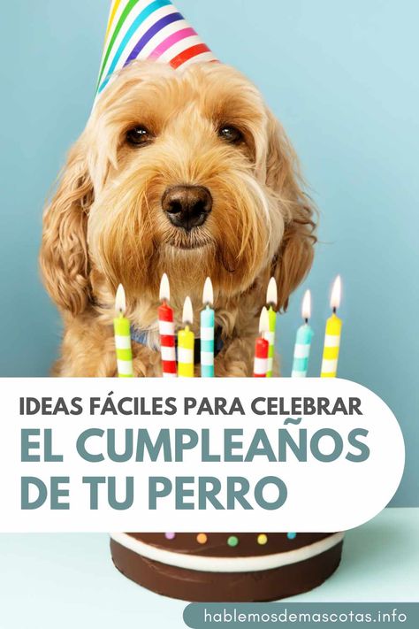 Ideas Fáciles para Celebrar el Cumpleaños de tu Perro Fiesta Para Perros Ideas, Dogs, Animals