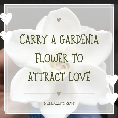 Gardenia Magickal Tip #topicoftheday #todaysposts #gardenia #gardeniamagick #gardeniamagickalproperties #magick #witchcraft #magickaltips #magickalproperties #flowermagick #themagickofflowers Language Of Flowers, Love Spells, Beautiful Flowers, Herbs, Quick Saves