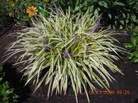 A Variegated Lily Turf Plant in Bloom, Liriope muscari Lily Turf Landscaping, Variegated Liriope, Growing Lilies, Lily Turf, Liriope Muscari, Front Gardens, Tourbillon Watch, Garden Calendar, Leafy Plants