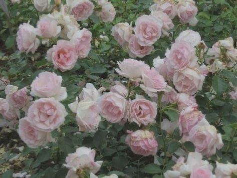 Pink Girly Things, Flower Field, Love Flowers, Flowers Photography, My Flower, Pretty Flowers, Wall Collage, Pretty Pictures, In The Garden