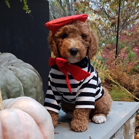 Rodin the mini doodle in his French artist 🎨 costume. #rodintheminidood #minigoldendoodle #dogsofpinterest French Artist Costume, Goldendoodle Halloween, Artist Costume, Mini Golden Doodle, Mini Doodle, Mini Goldendoodle, Golden Doodle, Puppy Care, Goldendoodle