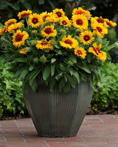 How to Grow Blanket Flower and Pictures of the Different Varieties | HGTV Heat Tolerant Flowers, Full Sun Flowers, Blanket Flower, Prairie Flower, Native Plant Gardening, Container Gardening Flowers, Sun Plants, Wildflower Garden, Container Flowers