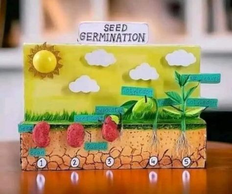 Germination Of Seeds Project, Germination Of Seeds For Kids, Seed Germination Project, Plant Life Cycle Worksheet, Science Project Models, About Plants, Biology Lessons, Plant Life Cycle, Science Projects For Kids