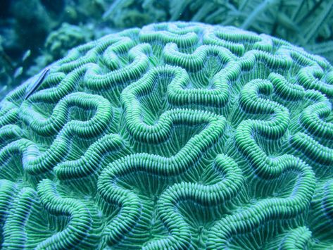 Cleaner wrasse on brain coral | DiverDownHQ | Flickr Coral Texture, Intro To Art, Brain Coral, Coral Design, Organic Forms, Higher Design, Organic Form, Natural Forms, Underwater World