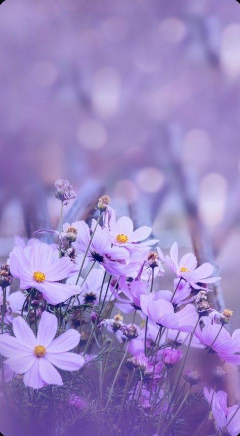 Purple Cosmos Flower, Purple Cosmos, Frühling Wallpaper, Purple Flowers Wallpaper, Cosmos Flowers, Flower Background Wallpaper, Phone Wallpaper Images, Beautiful Flowers Pictures, Flower Backgrounds