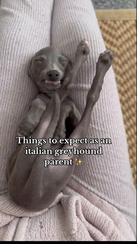 Very Cute Puppies, Cute Animals Puppies, Really Cute Dogs, Cute Little Puppies, Silly Dogs, Dream Dog, Cute Funny Dogs, Silly Animals, Italian Greyhound