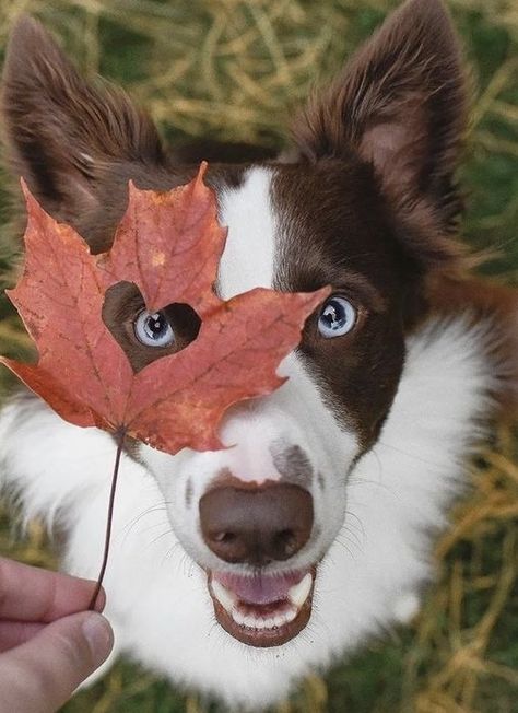 Fall Dog Photos, Dog Photoshoot Pet Photography, Dog Photography Poses, Dog Photo Ideas, Animal Photoshoot, Quotes Celebrities, Photos With Dog, Dog Photoshoot, Fall Dog