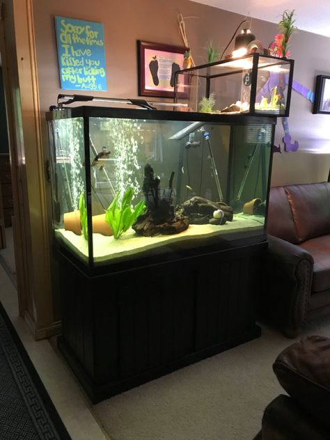 55 Gallon Turtle Tank Ideas, Aesthetic Turtle Tank, Slider Turtle Tank Ideas, Aquatic Turtle Tank Ideas, Turtle Tank Setup Ideas, Turtle Setup, Tartaruga Habitat, Turtle Tank Ideas, Biscuit Gravy