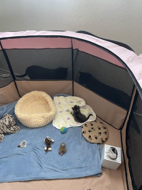 Dog Fostering Room, Kitten Setup Ideas, Kitten Foster Room, Kitten Room Set Up, Foster Kittens Setup, Kitten Set Up, Kitten Area Ideas, Kitten Set Up Ideas, Fostering Animals