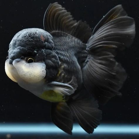 Thai Oranda goldfish – Exotic Fish Hub Oranda Fish, Goldfish Oranda, Oranda Goldfish, Fancy Fish, Fancy Goldfish, Pretty Fish, Aquarium Setup, Exotic Fish, Pet Fish