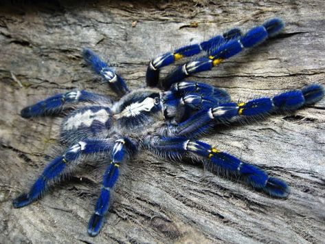 Poecilotheria Metallica, Beautiful Spiders, Pet Tarantula, Spider Species, Creepy Animals, Small Creatures, Insect Photography, Cool Bugs, Plushie Patterns