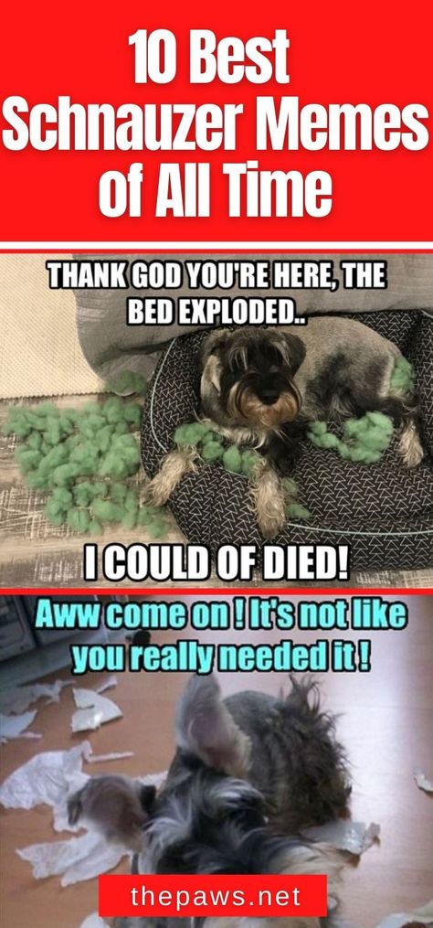 If you love Schnauzers and looking for a good laugh, then this article is for you! Here's a collection of the 10 best memes about them. Schnauzers Funny, Dog Puns, Samoyed Dogs, Funny Dog Memes, Schnauzer Dogs, Boxer Dogs, Meme Faces, Dog Memes, Dog Names