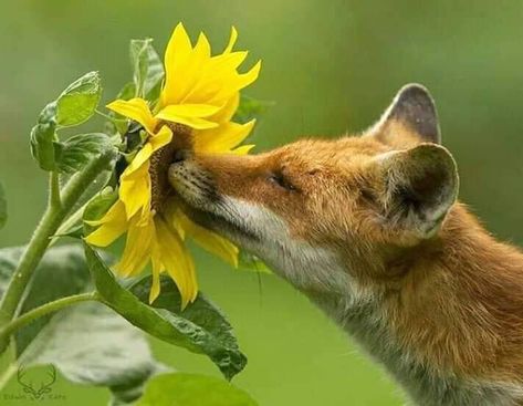 Sunflower Cottage, Fox Pictures, Pet Fox, Wildlife Photos, Fox Art, Cute Fox, Cute Animal Pictures, Woodland Creatures, Red Fox