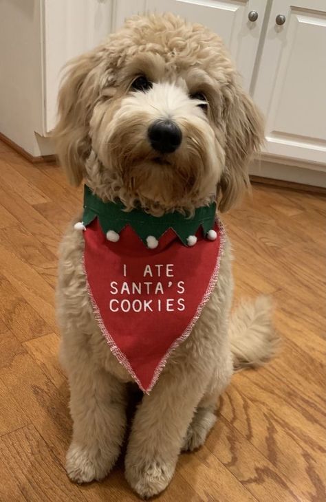 Christmas Dog Bows Diy, Dog Clothes Christmas, Dog Outfit Ideas, Christmas Dog Bandana Diy, Dog Christmas Outfit Diy, Dog Bandanas Ideas, Dog Christmas Collar, Christmas Bandanas For Dogs, Dog Bandana Ideas